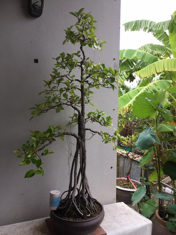 37148427_820969464759336_6968788487361265664_n