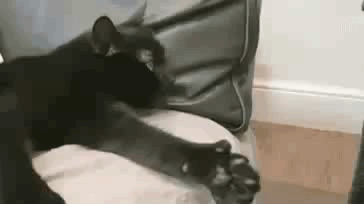 060.gif