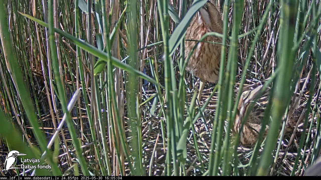 LDF Lielais dumpis (Botaurus stellaris) Zemītes pagastā 17-31-35 screenshot