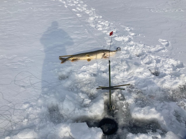 Erries big pike 1