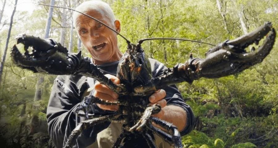 Удивительные тайны Astacopsis gouldi - тасманийский речной гигант Удивительные тайны Astacopsis gouldi - тасманийский речной гигант