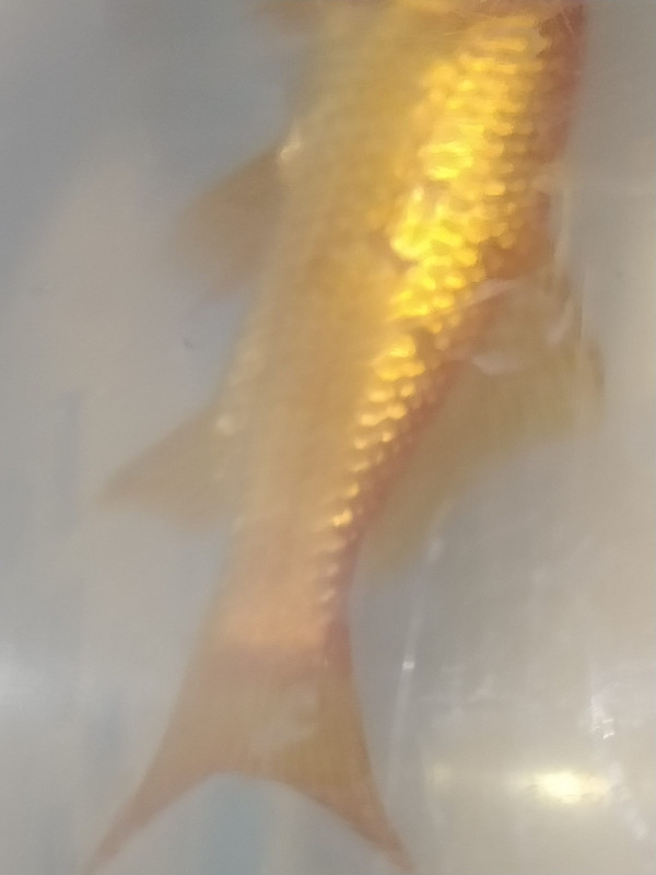 WhatsApp Image 2020-12-01 at 18.53.16 (2)