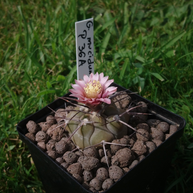Gymnocalycium mucidum P 36A