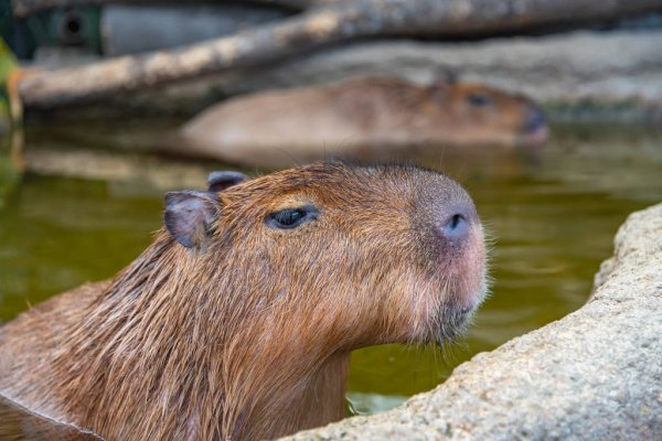 Qué animales viven más años - conócelos aquí