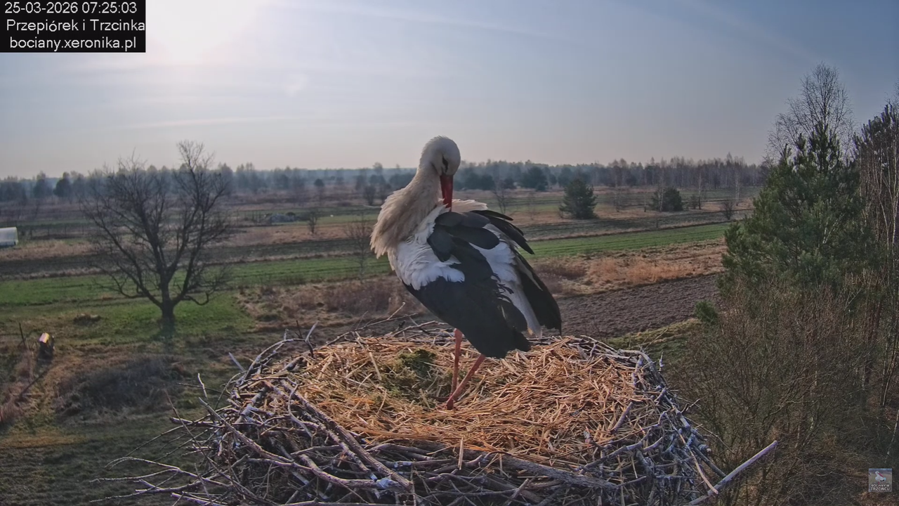 25032026bociany 12