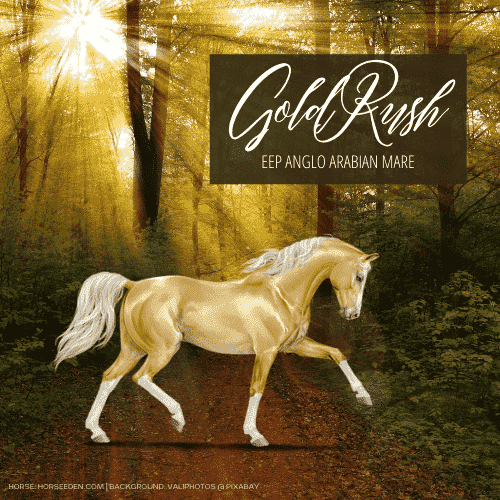 Horse art of Gold Rush, a palomino Anglo Arabian Mare