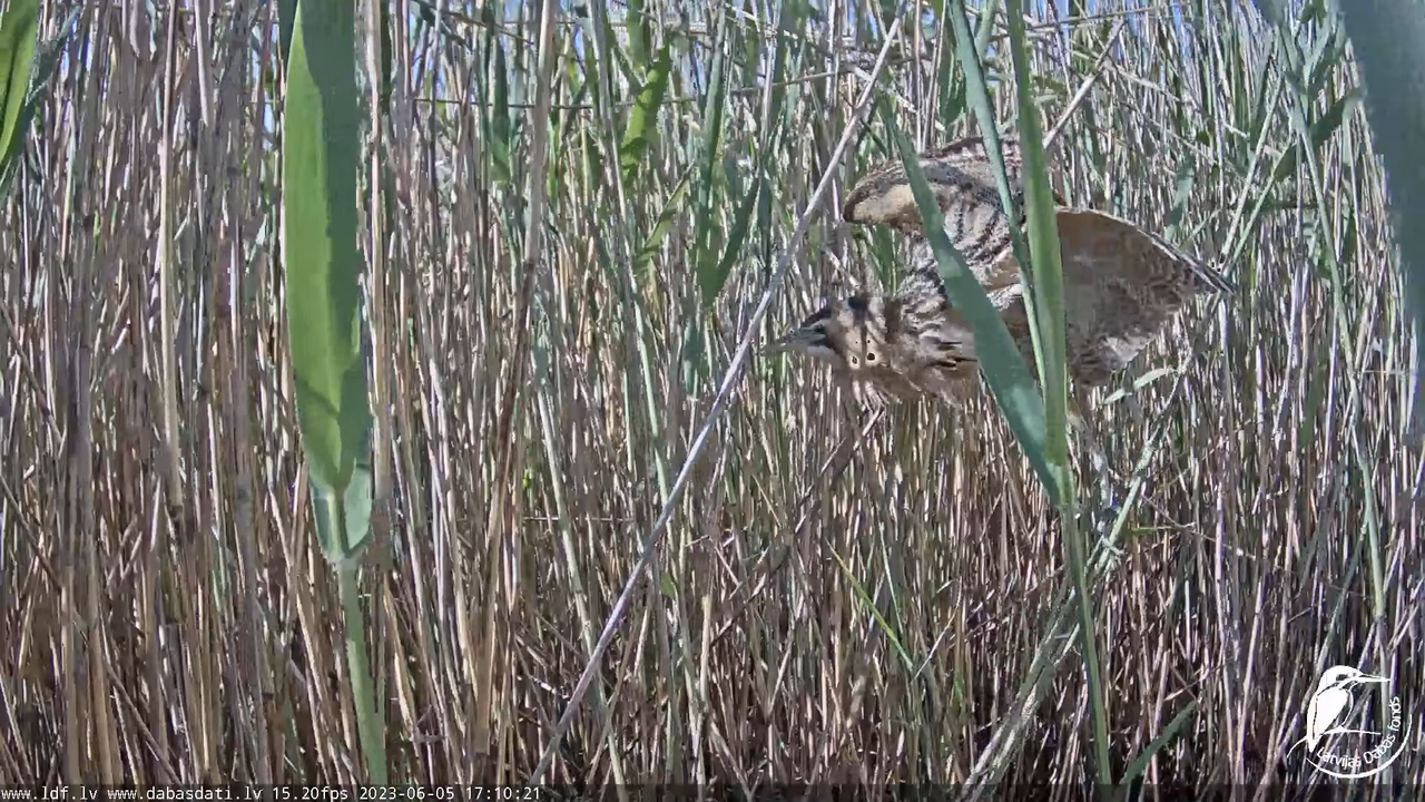 Lielais dumpis (Botaurus stellaris) Engurē - LDF tiešraide 13-36-54 screenshot