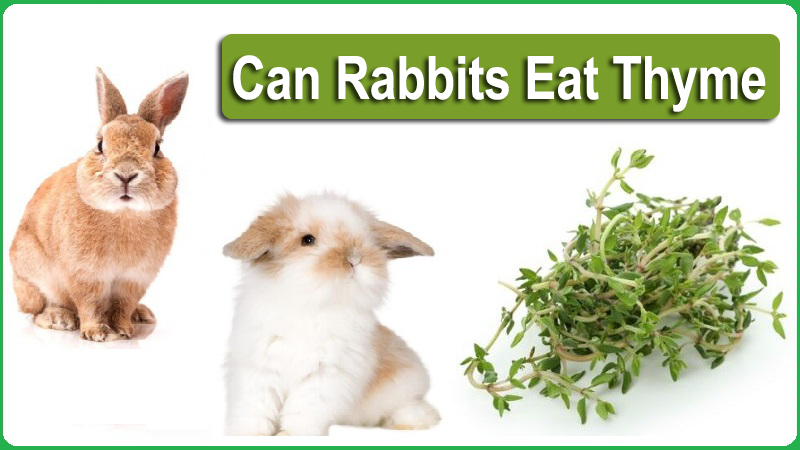 Can Rabbits Eat Thyme Can Rabbits Eat Thyme