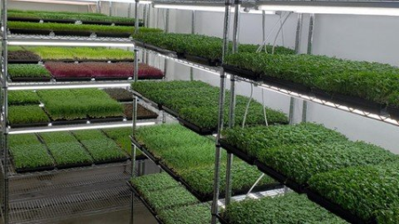 Grow microgreens for your family and business