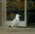 Imatge