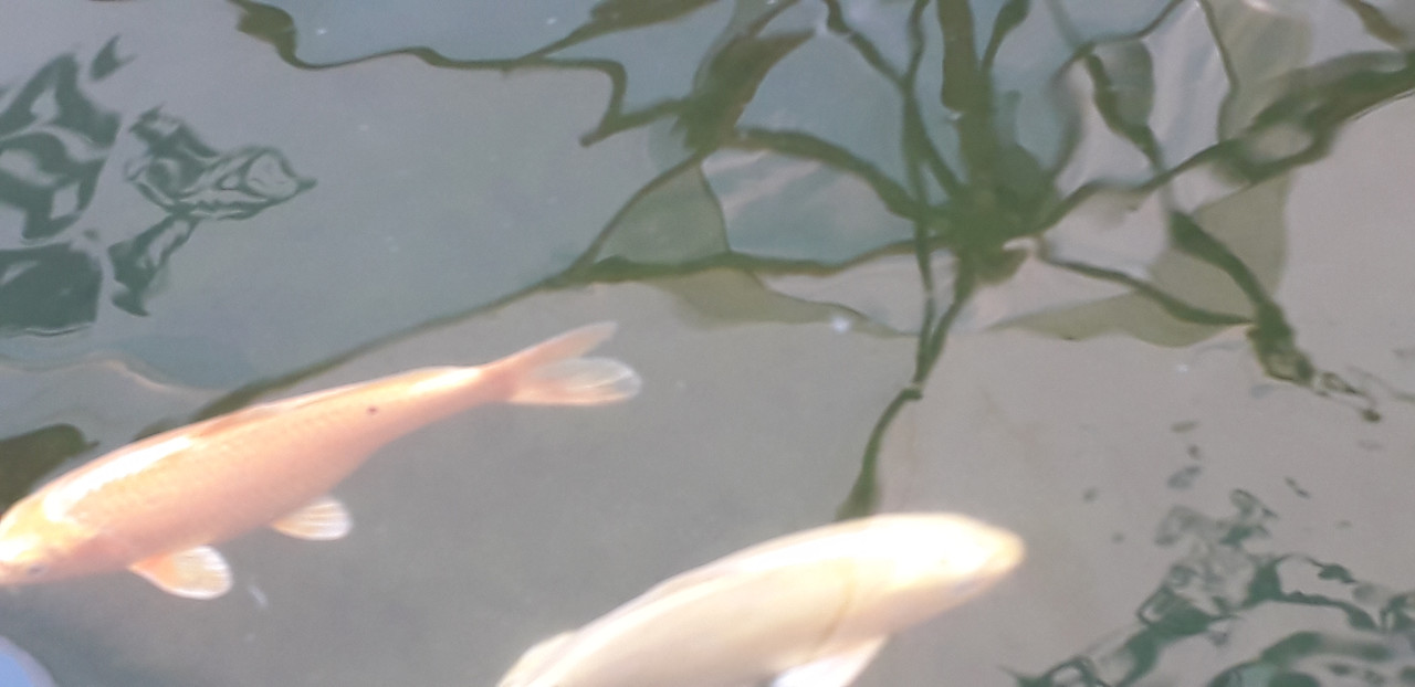 koi
