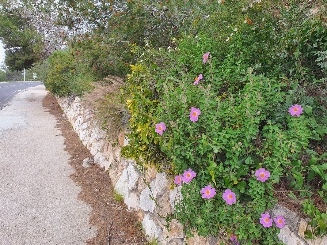 Розовый ладанник на улице ראש מיה, Хайфа