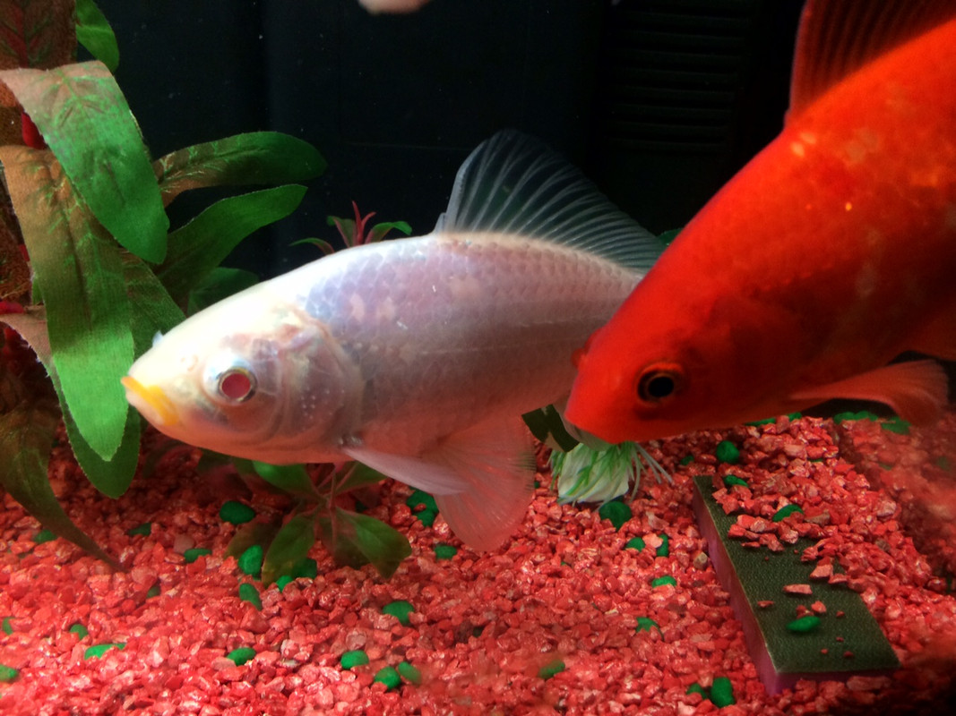 fO2XvbJfF-eK2ieMjrzTUIhnl6iQ2a4JDWYd_jZUGx97f8Sq