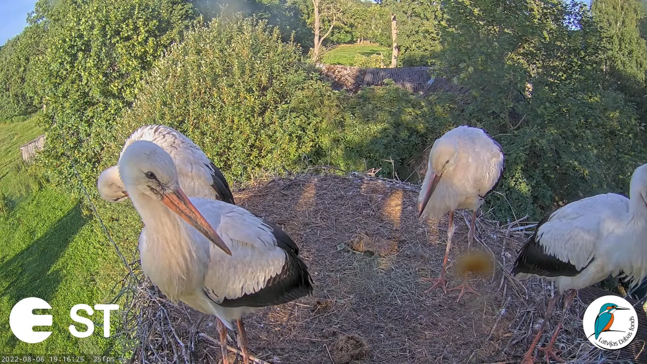 Baltie stārķi (Ciconia ciconia) Tukuma novadā - LDF tiešraide __ White storks in Tukums, Latvia 15-1