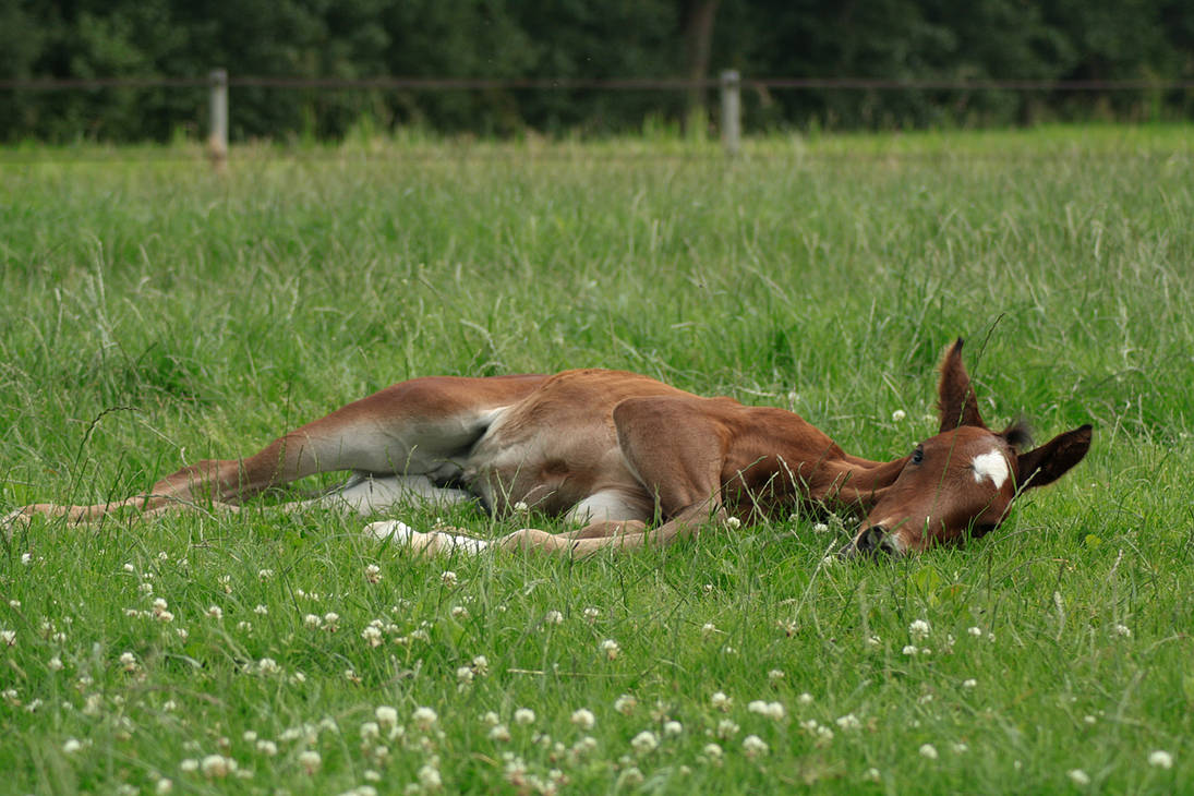 foal-stock-100-by-bundy-stock-d3kncdo-pre.jpg