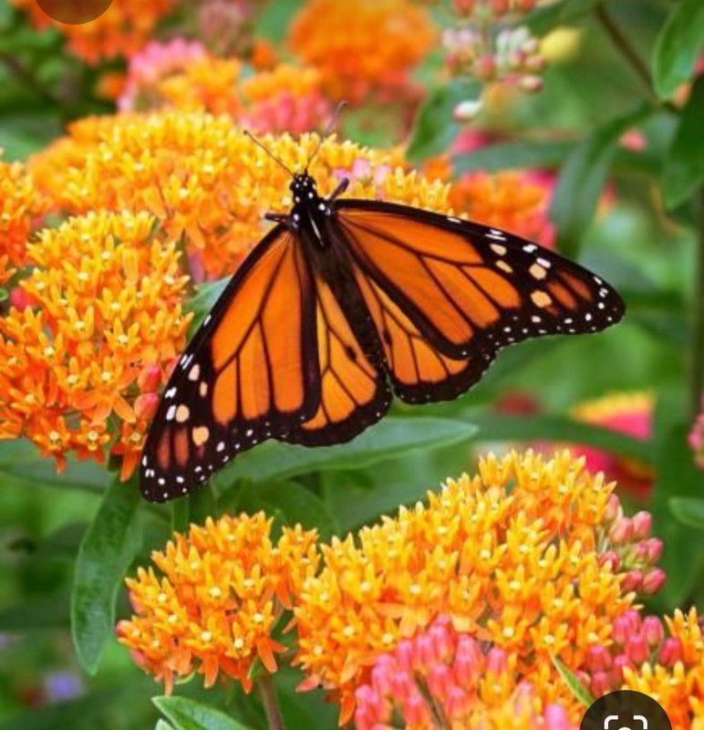 Screenshot_20230702_230034_Pinterest