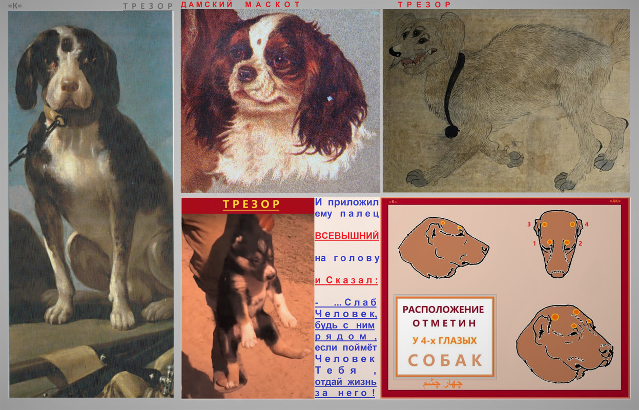 = Трезор спаниель кинг чарльз Пердигуэйрос 3Г