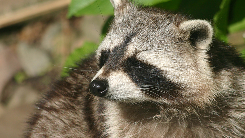Orlando Wildlife Removal
