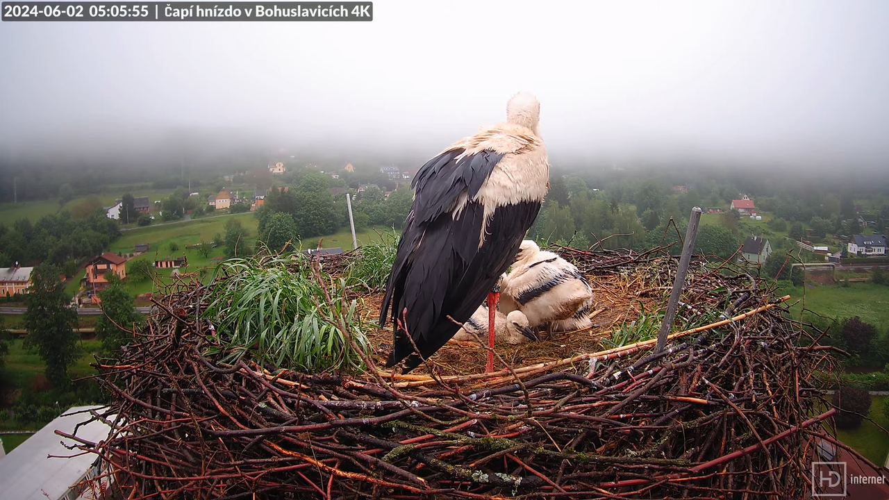 Živě z čapího komína firmy KARA v Bohuslavicích u Trutnova 6-52-42 screenshot