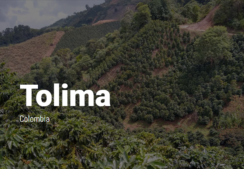 Rex Coffee Colombia Tolima Whole Bean Farm
