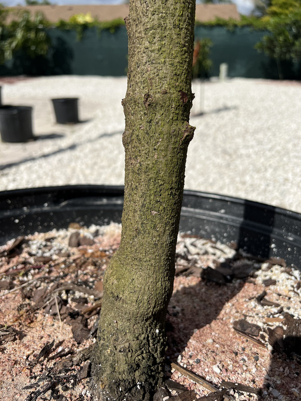 66E5EF13-7E6C-4EFF-9B94-2EF871669D2E