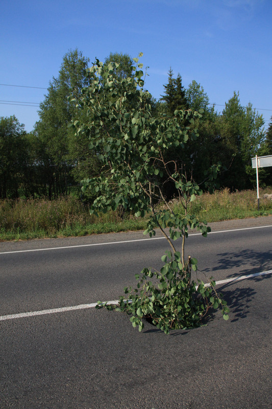 IMG_8853_обработано