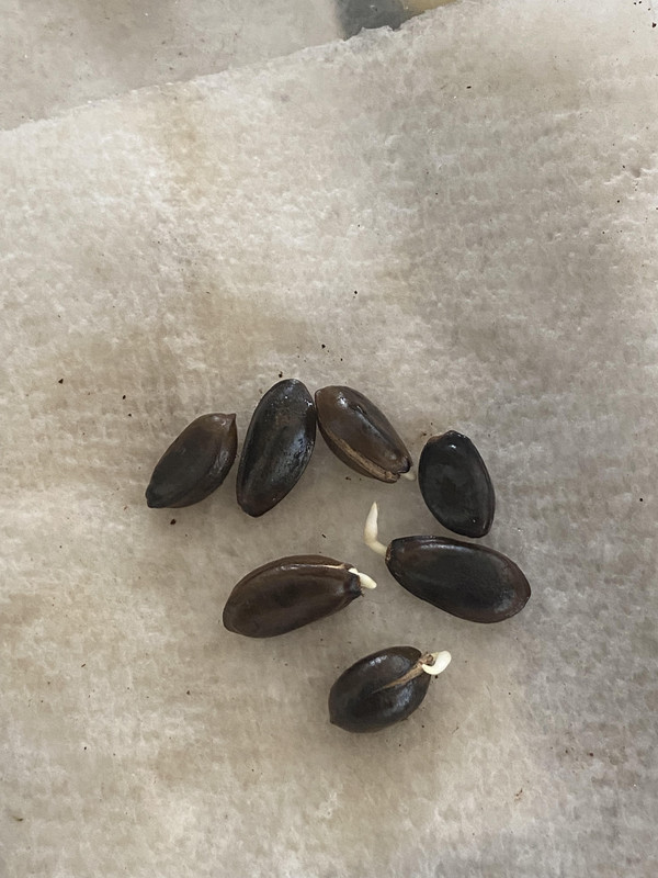 af pride seeds