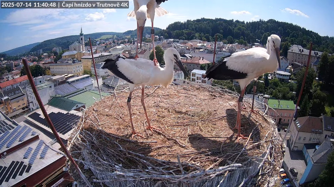 Tiešraide no stārķa ligzdas uz alus darītavas skursteņa Trutnovā 12-45-48 screenshot