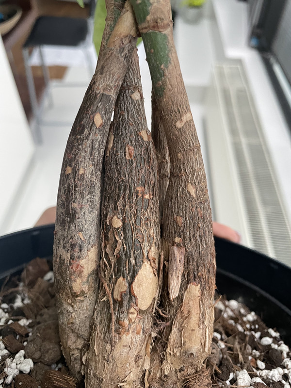 9FFB4E45-FCF0-4526-B370-3EA5C3F25228