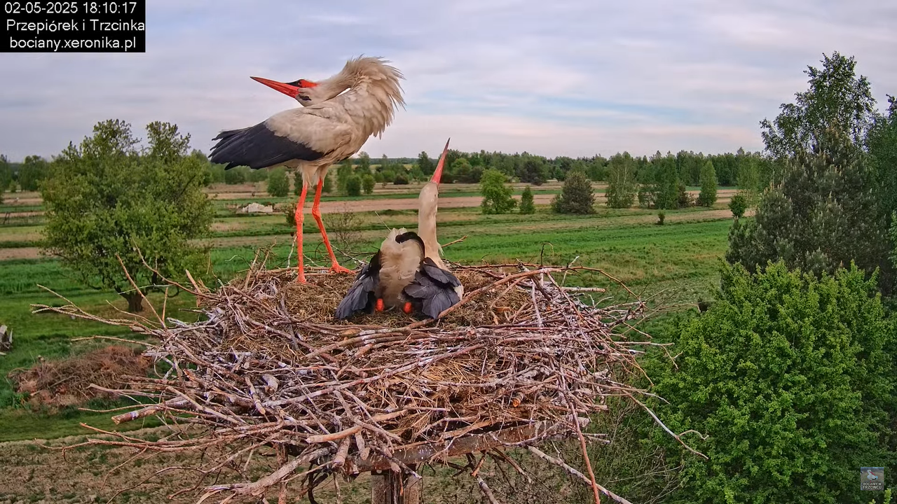 02052025bociany20