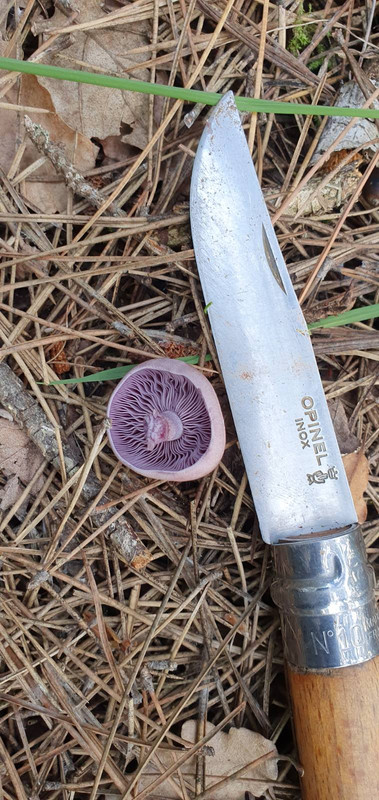 изображение_viber_2020-11-16_11-24-44