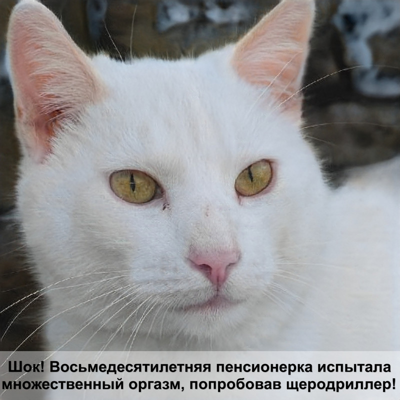 родина сиамских кошек