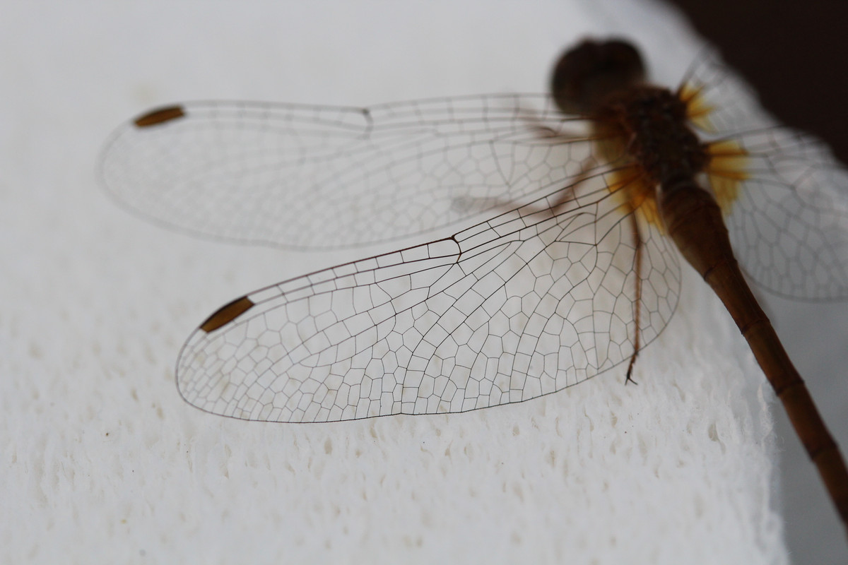 closeup of a dragonfly with its wing silhouetted against a white background