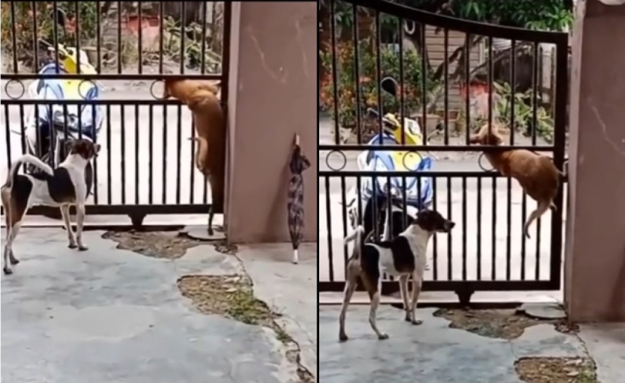 Perro escapa por la reja, su escalada y forma de salirse se hicieron virales