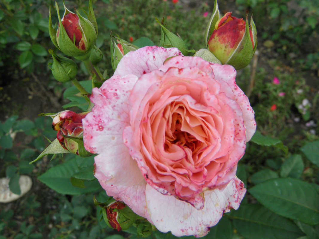 P7270036