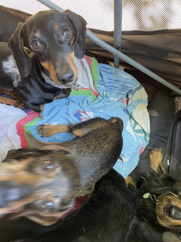 [Image: IMG-1711.jpg]