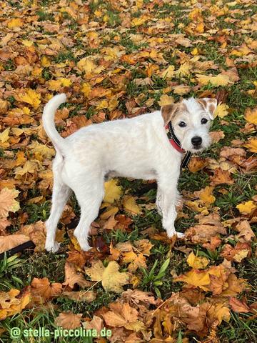 An den Beitrag angehängtes Bild: https://i.postimg.cc/x1X7q0JK/HERBST-11.jpg