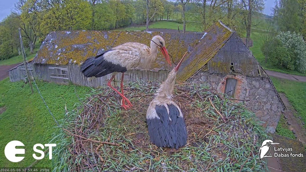 Baltie stārķi (Ciconia ciconia) Tukuma novadā - LDF tiešraide __ White storks in Tukums, Latvia 12-6