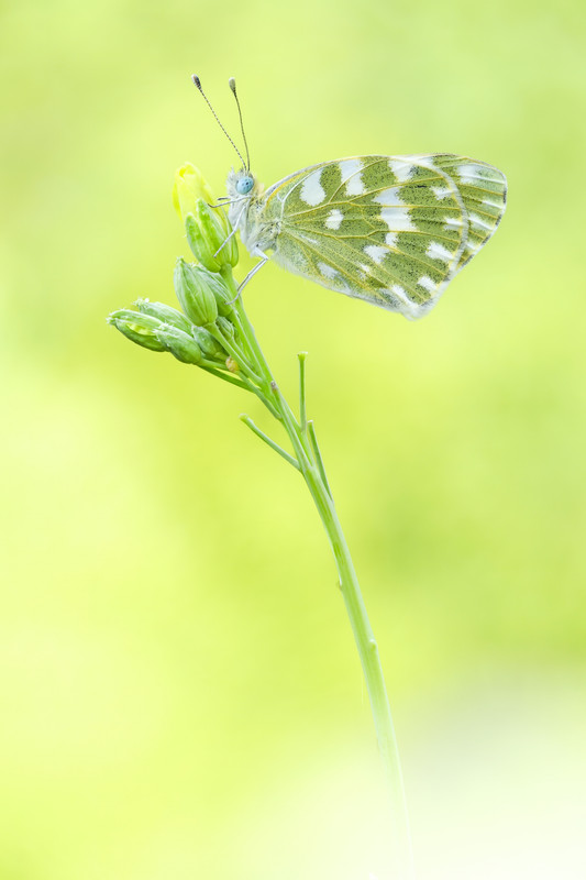 2025-07-31 18-20-20 (A,R4,S2)-2