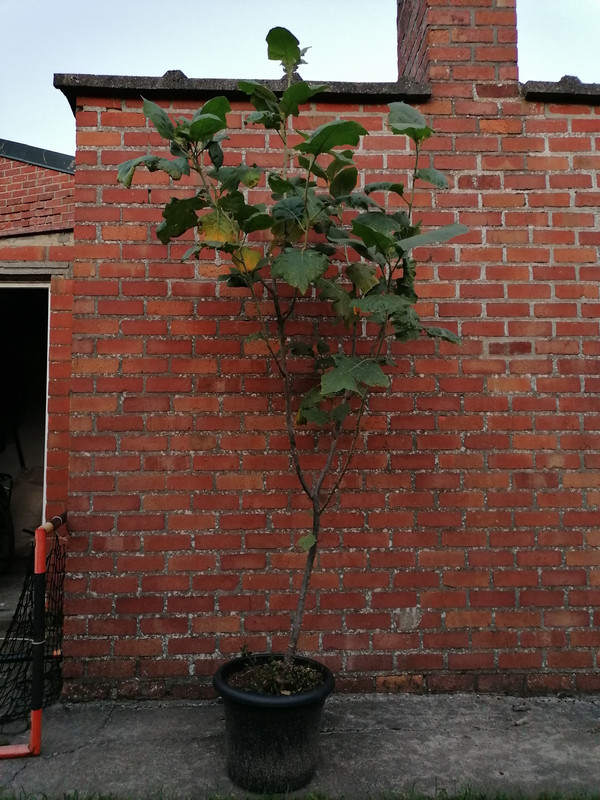 IMG 20260623 221701