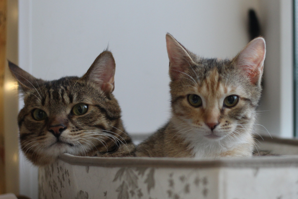 IMG_2792 — копия