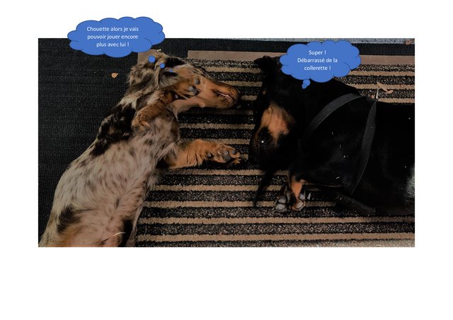 [Image: rustik-et-lary-sdf.jpg]