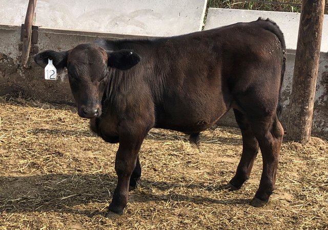 Boulder calf 2020-08-07 16.49.08