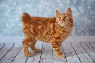 BOBBED-TAIL-CAT