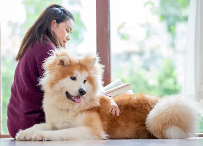 Why Choose a Big Fluffy Dog