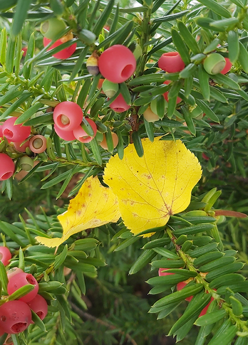 [Image: 20211008-153407.jpg]