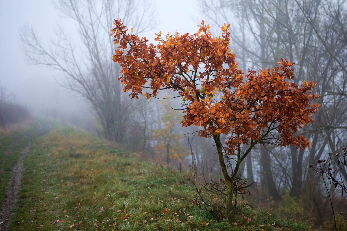 IM5L6687_nechranky 2020_11