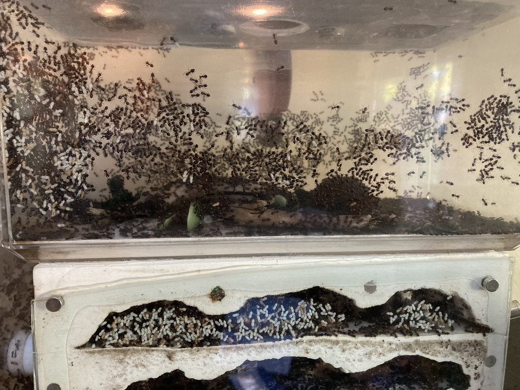 80-F92-CC7-E95-C-4145-9872-593-EAC8-DA05