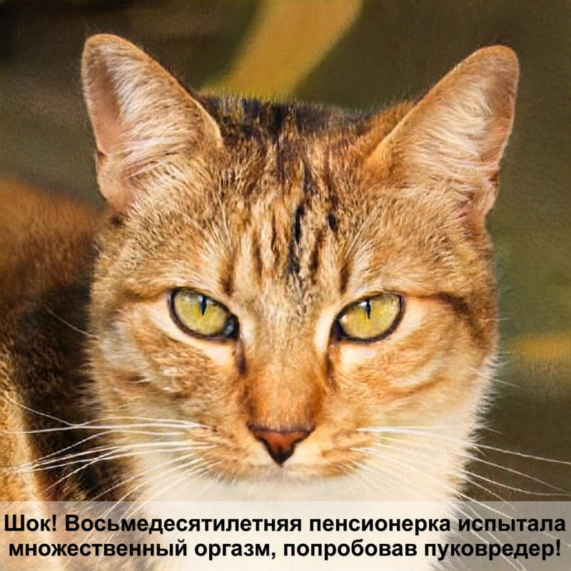 leonardo корм для кошек