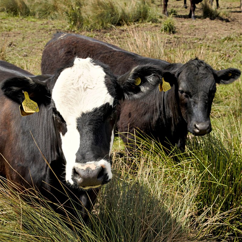 animals-cattle-cows-HD.jpg